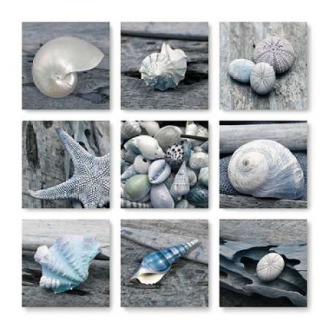 Driftwood Shell Poster Print by Danita Delimont - Item # VARPDX18052